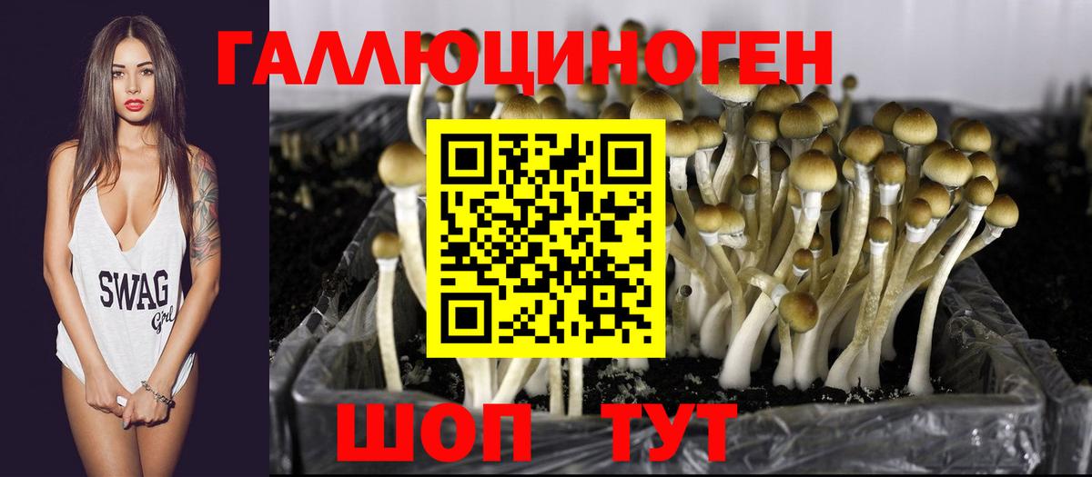 Галлюциногенные грибы Psilocybe Мичуринск